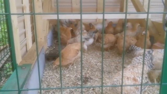 Лечение кокцидиоза у цыплят. смотреть онлайн