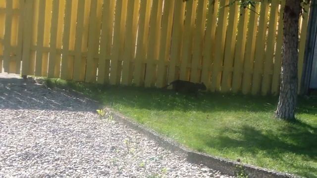 Живём неделю в поле со старовером!Строим забор за Можайском смотреть онлайн