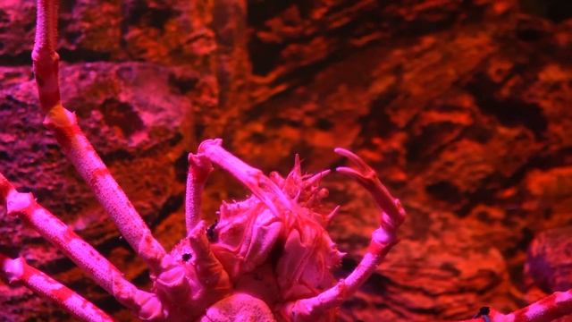 Giant Animals that SHOCKED Scientists! смотреть онлайн