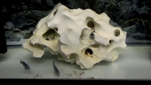 Pseudotropheus Demasoni Pombo Rocks F1