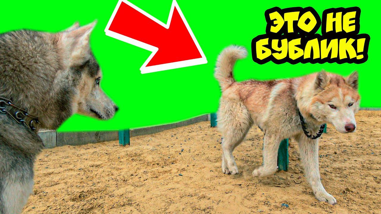 Я УЖЕ НЕ ГЛАВНЫЙ ПЕС НА РАЙОНЕ?? (Хаски Бандит) Говорящая собака смотреть онлайн