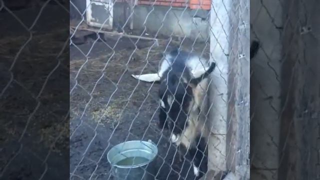 АЛЬПИЙСКИЙ КОМОЛЫЙ КОЗЕЛ ГУДВИН смотреть онлайн