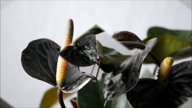 Anthurium Black Beauty