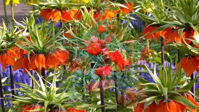 Fritillaria flowers (HD1080p) смотреть онлайн