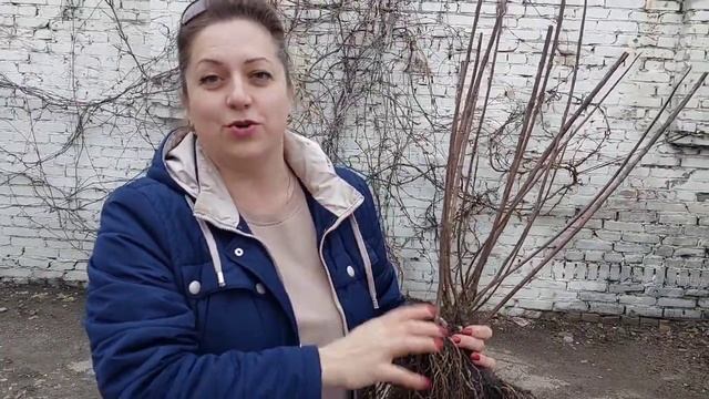 Продажа гортензий.Сорт"Селекшен"Окс,3х летка смотреть онлайн