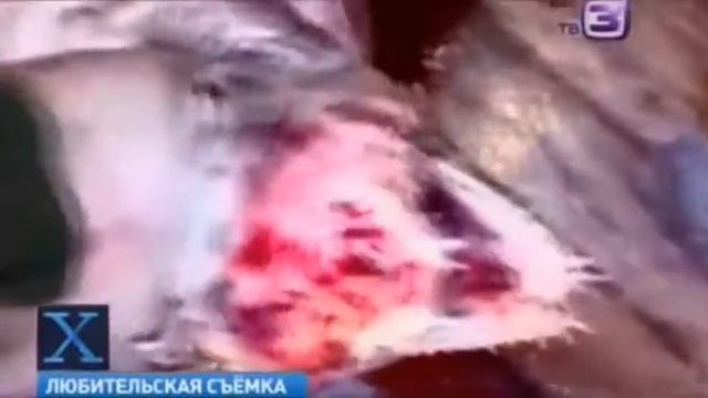 Телесюжет про акулу гобліна_Educational movie is used on batrachos.com смотреть онлайн