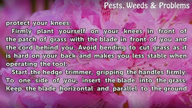 How to Cut Your Grass With a Hedge Trimmer смотреть онлайн