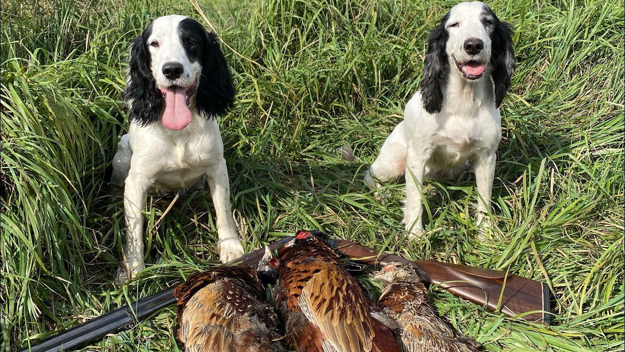 Охота на фазана с РОСом смотреть онлайн