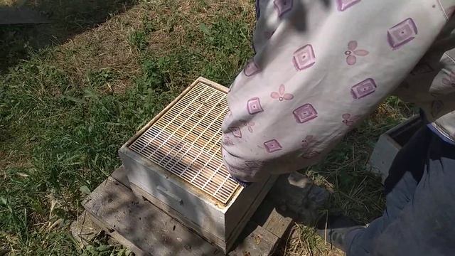 Обязательные работы которые я провожу на своей пасеке со всеми семьями в роевой период. смотреть онлайн