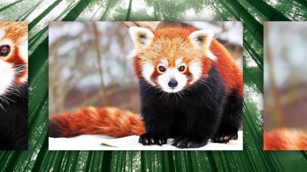 China. Red panda