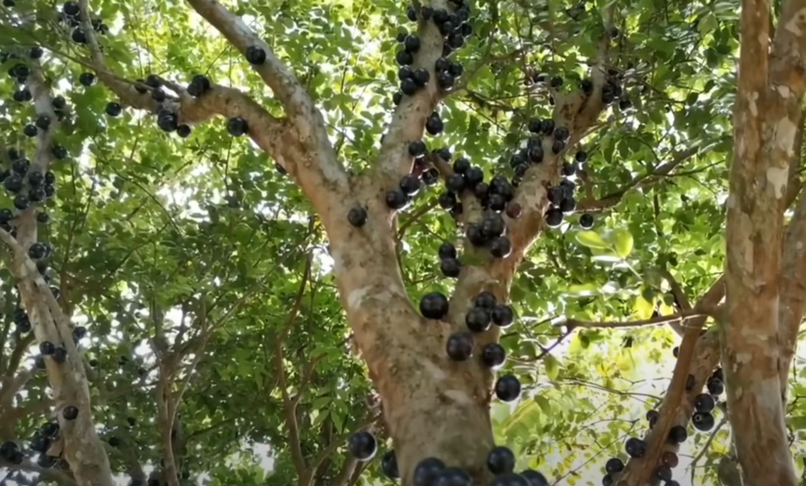 Виноградное дерево / Жаботикаба / Как это растёт смотреть онлайн