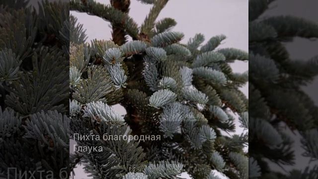 Пихта благородная Глаука смотреть онлайн