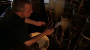 Карп. Разведение личинок карпа из икры.