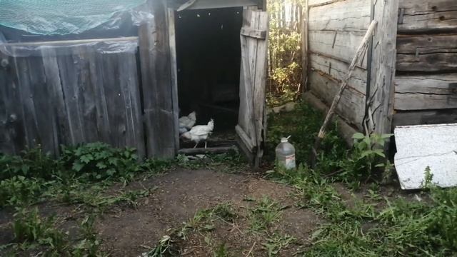 19.Купила дачу в деревне.За папоротником.Что ещё посадила.Красим окна.Куры дохнут. Купили триммер. смотреть онлайн