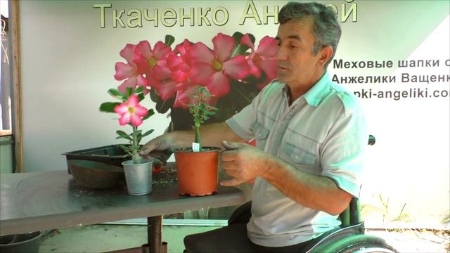 Адениум и адения.