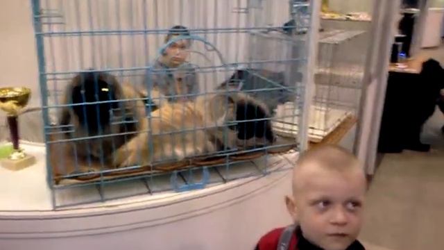 Выставка собак - французский бульдог - Моя Любовь! №1 ))) смотреть онлайн