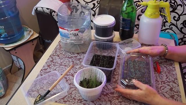 СЕЕМ ЛУК ПОРЕЙ. СУПЕР СОРТ. ФЕВРАЛЬ 2018. смотреть онлайн