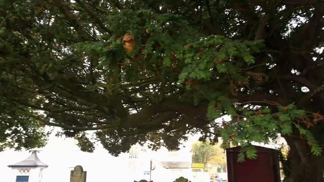 The Celtic Tree Oracle #4 - Yew - E346 - YoutubeShaman.com смотреть онлайн