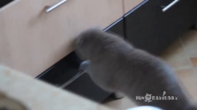 смех да и только!№1 смотреть онлайн