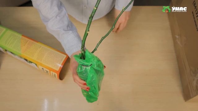 КАК СОХРАНИТЬ САЖЕНЦЫ РОЗ ДО ПОСАДКИ? В СНЕГУ! ТК УНАС смотреть онлайн