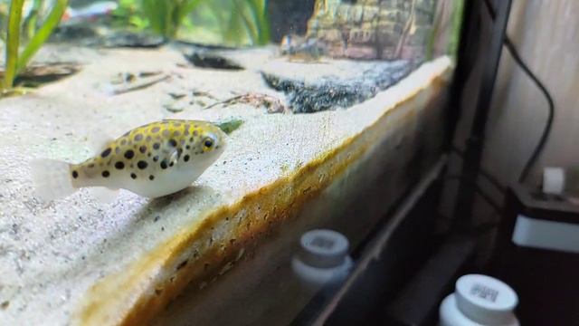 Tetradon Nigroviridis / зелёные тетрадоны
Кризис в тетродонии !