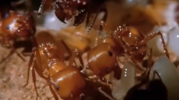 битвы насекомых