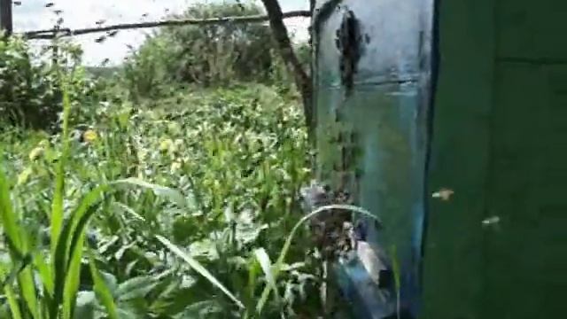 Пчеловодство. Как происходит слёт пчелиных семей смотреть онлайн