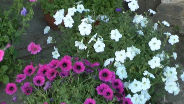 Зачем и как подстригать петунии? смотреть онлайн