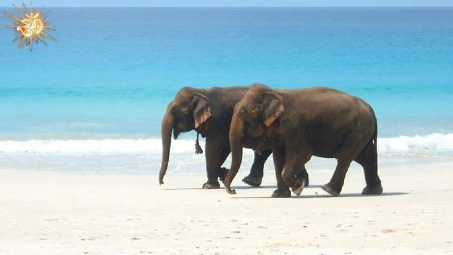 ॐ МАНТРА ОЧИЩЕНИЯ И УМИРОТВОРЕНИЯ ॐ смотреть онлайн