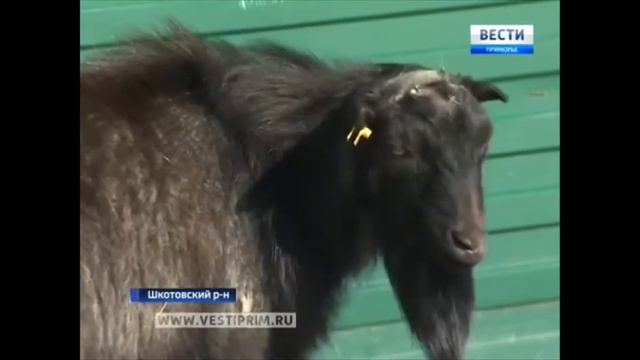 Коза Меркель. Всё как у людей! смотреть онлайн