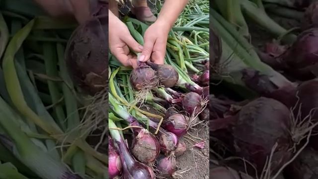 ?Лук Кармен. #shorts #лук смотреть онлайн