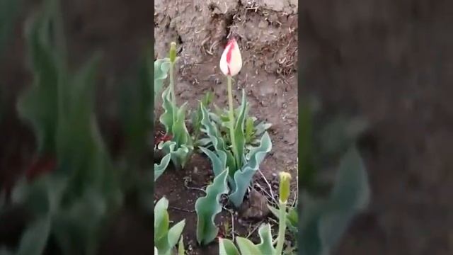 Необычный тюльпан #3 смотреть онлайн