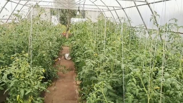 ⚡С УМА СОЙТИ! Более 200 сортов и ВИДОВ овощей на 6 сотках! И со всех собираем свои семена! Чудеса! смотреть онлайн