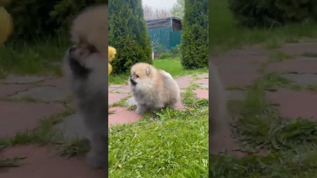 #померанскийшпиц #питомник #рек #шпицуля #шпицы #шпиц смотреть онлайн