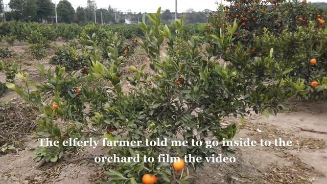Walking Through Beautiful Tangerine Orange Orchards in Remote Village of East China смотреть онлайн