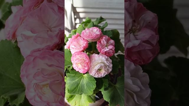 Kvarnlyckans Anna-Jeanette моя любимая красотка🌺🌺🌺