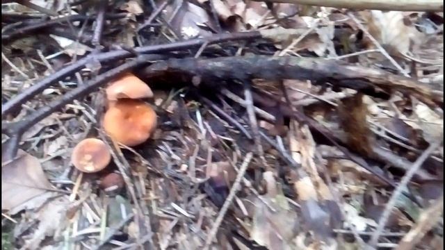 Гриб Подорешник