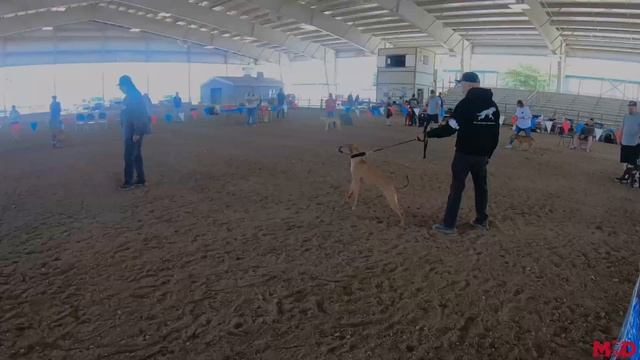 Best Puppy 2023 ADBA RGM Conformation Show Utah American Pit Bull Terrier APBT MODLINE Whitney of L смотреть онлайн