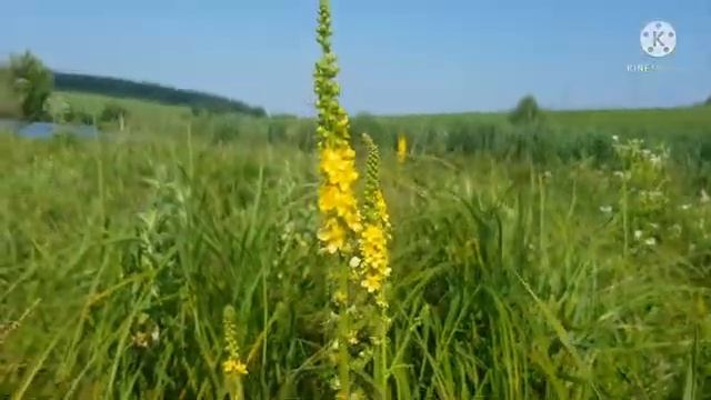 Парило звичайне - рослина, що лікує поліпи смотреть онлайн