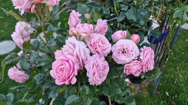 Коварная графиня роза #RosengräfinMarieHenriette #РозенгрефинМарияГенриеттас мая по октябрь 2022 смотреть онлайн