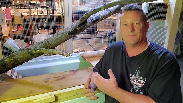 ? What it's like to keep a Nile monitor lizard. смотреть онлайн