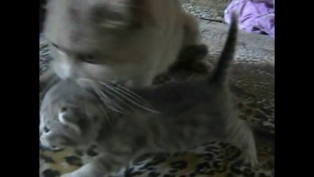 Британские котята с 1 дня по 2 недели.avi смотреть онлайн