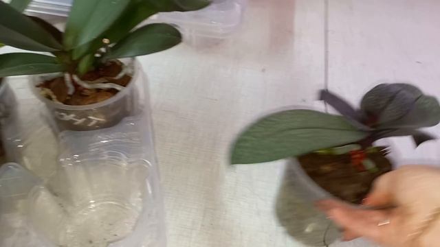 Быстрое/Восстановление Орхидей Реонимашек/Первый полив