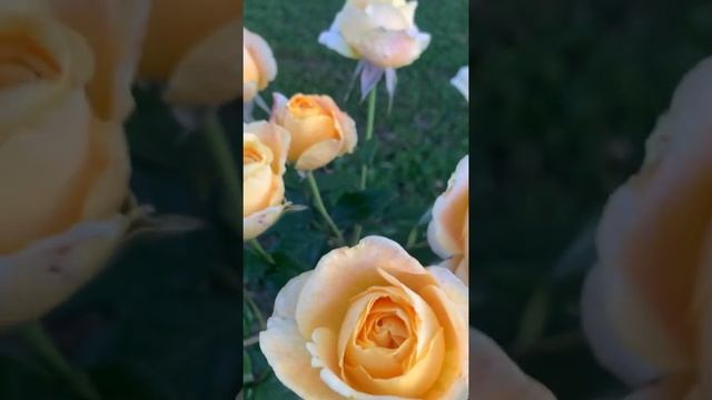 Роза канделайт смотреть онлайн