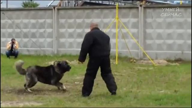 Знайте это перед тем, как Завести Собаку | Какую выбрать породу? смотреть онлайн