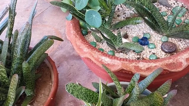 Gasteria plant care and propagation смотреть онлайн