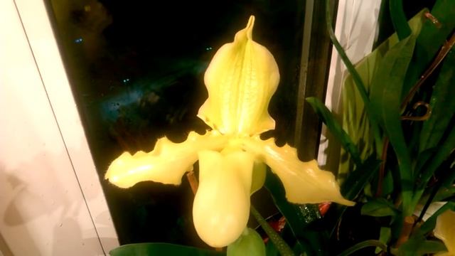 Пафиопедилум _ Уход за орхидеей в период цветения _ смотреть онлайн