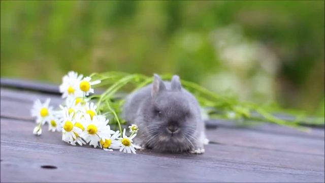 Долина Ветров Дикси. Минор, окрас голубой оттер, самец. Дата рождения 15.06.2020 смотреть онлайн