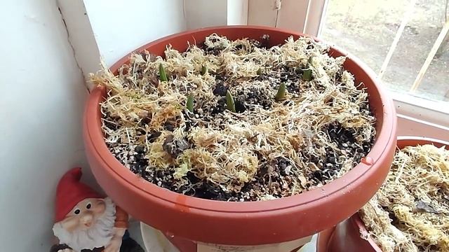 Цветение подснежника в горшке на балконе. Первоцветы в горшках. смотреть онлайн