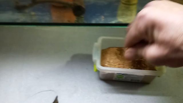 Кормили всех...начну с собаки ✋👍 смотреть онлайн
